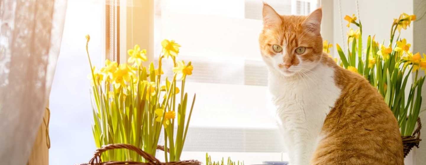 How Poisonous Are Daffodils To Cats at Henry Burton blog